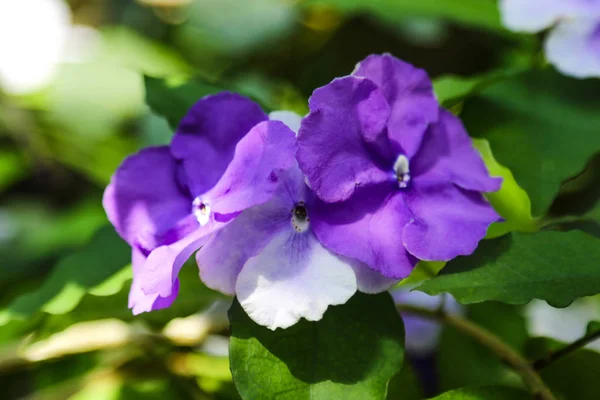 Primavera natureza fotografia lilás florescendo flor violeta selvagem. Uma flor violeta com botões floridos. Flores no fundo de folhas verdes de plantas e grama . — Fotografia de Stock