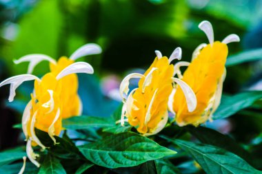Yellow and White Lollipop Plant. Pachystachys lutea.