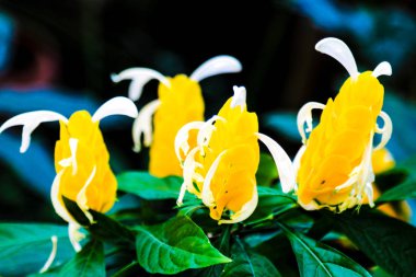 Pachystachys lutea Nees soyut yumuşak bulanık renkli.