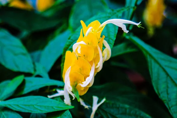 Abstract soft blurred colorful of Pachystachys lutea Nees. — Stock Photo, Image