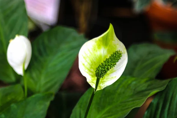 Barış Lilly Spathiphyllum koklearispathum, Spathiphyllum wallisii adlı tek bir yaprakları beyaz çiçek yakın çekim .