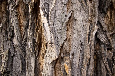 Eski bir meşe ağacı kabuğunun doku arkaplanının yakınlaştırılması.