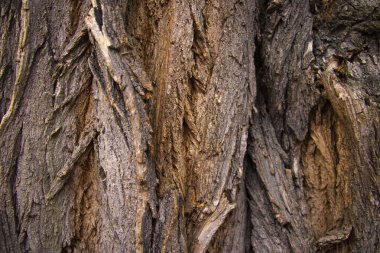 Eski bir meşe ağacı kabuğunun doku arkaplanının yakınlaştırılması.