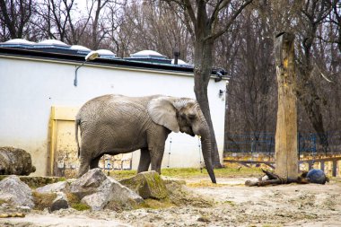 Kocaman bir filin gülen yüzü. Doğa.