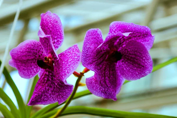 Fleur d'orchidée dans le jardin au jour d'hiver ou de printemps pour la conception de concept d'idée de beauté et d'agriculture de carte postale. Orchidée de Phalaenopsis . — Photo