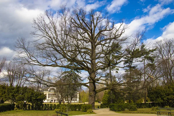 Varsóvia, Polônia, 8 de março de 2019: Big Treee no parque Lazienki . — Fotografia de Stock