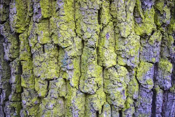 Close-up van textuur achtergrond van een oude eiken boomschors. — Stockfoto