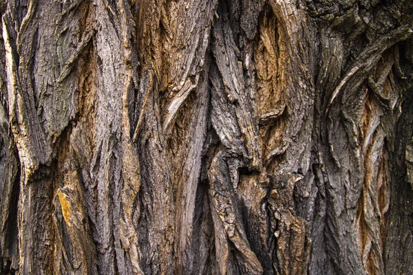 Primo piano di sfondo texture di una vecchia corteccia di quercia. — Foto Stock