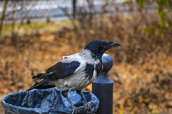 Black raven sits on the trash in the park.