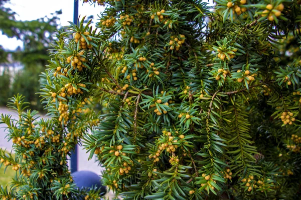 春または夏の緑の植物、冬の後の生活の始まり. — ストック写真