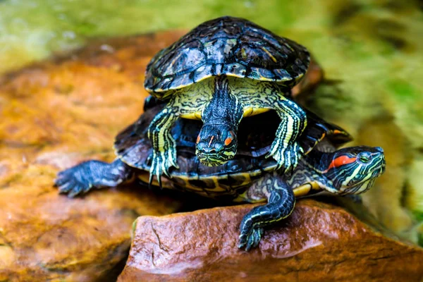 Slider de orelhas vermelhas. Trachemys scripta elegans. Controle deslizante comum Tartaruga animal selvagem . — Fotografia de Stock