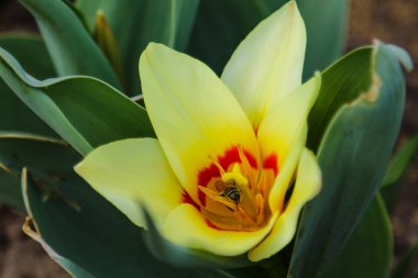 Arka plan bahar peyzaj üzerinde parlak ve renkli çiçek Lale.