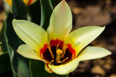 Laleler çiçek bir bahçe bitki, bir bahar manzara güzel.