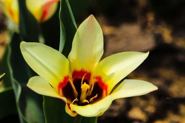 Tulipani di fiori luminosi e colorati sullo sfondo del paesaggio primaverile . — Foto Stock