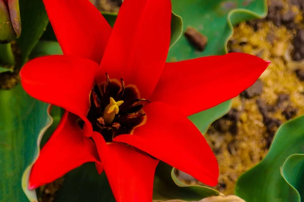 Una foto naturalistica è un bellissimo fiore di tulipano. Un fiore di tulipano rosso-rosa con un cuore giallo cresce in una radura . — Foto Stock