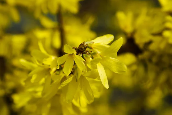 Blühende Forsythienblüten, Frühlingsblumen, Nahaufnahme goldener Forsythienblüten. — Stockfoto