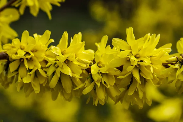 Border-Forsythie ist ein Zierstrauch aus Laub des Gartens orig.forsythia Blüten vor mit grünem Gras und blauem Himmel. goldene Glocke, Rand Forsythie. — Stockfoto