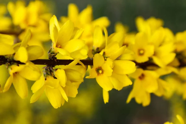 Davor blühen Forsythien mit grünem Gras und blauem Himmel. Goldene Glocke, Border Forsythia. — Stockfoto