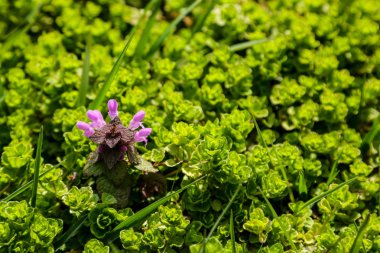 İlkbahar veya yaz aylarında güneşli bir günde yeşil yapraklar ve çiçekler.