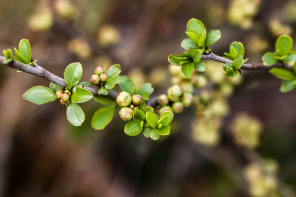 Una rama de membrillo japonés floreciente. Arbusto de frutas con hermosos brotes rojos . — Foto de Stock