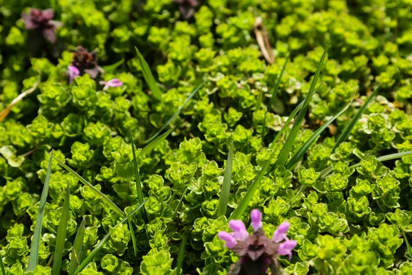 Feuillage vert et fleurs par une journée ensoleillée au printemps ou en été . — Photo