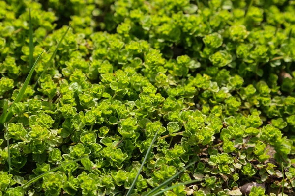 Follaje verde y flores en un día soleado en primavera o verano . —  Fotos de Stock