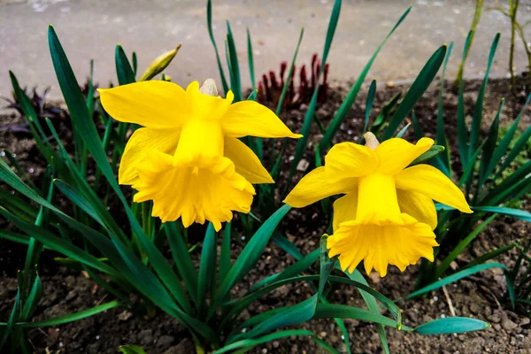 Вид желтых цветов весной или летом, природный фон . — стоковое фото
