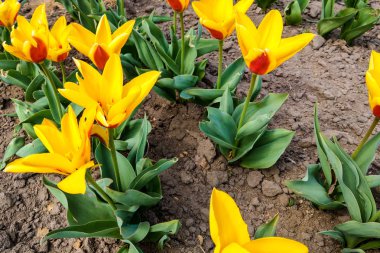 İlkbahar veya yaz aylarında sarı laleler ile bir çiçek yatağı görünümü, doğa arka plan.