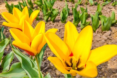 İlkbahar veya yaz aylarında sarı laleler ile bir çiçek yatağı görünümü, doğa arka plan.