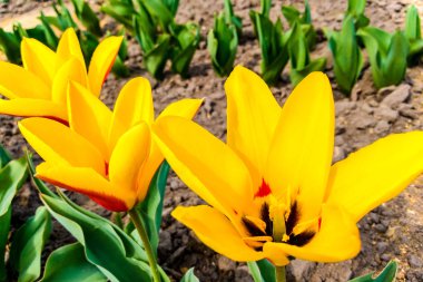 Sarı çiçekler lale ile doğa kırmızı Makro fotoğraf. Arka plan açık tomurcukları ile çiçek açan laleler.