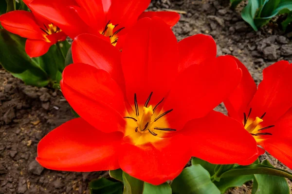 Макро фото червоних тюльпанів природних кольорів. Фон квітучих тюльпанів з відкритими бутонами . — стокове фото