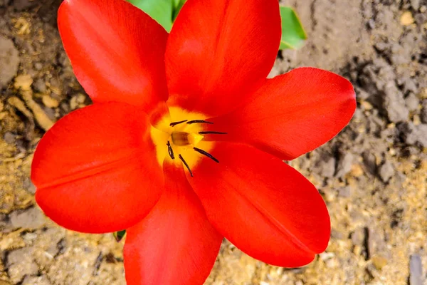 निसर्गाच्या रंगांच्या लाल टलिप्सचे मॅक्रो फोटो. पार्श्वभूमी उघड्या झाडांसह टलिप्स फुले फुले . — स्टॉक फोटो, इमेज