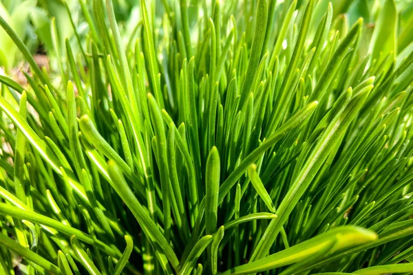 Beautiful young green grass on a sunny day, nature background. — Stock Photo, Image