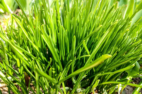 Belle jeune herbe verte par une journée ensoleillée, fond de nature . — Photo
