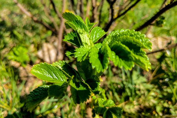 Hojas verdes jóvenes de rosa silvestre, fondo natural . — Foto de Stock