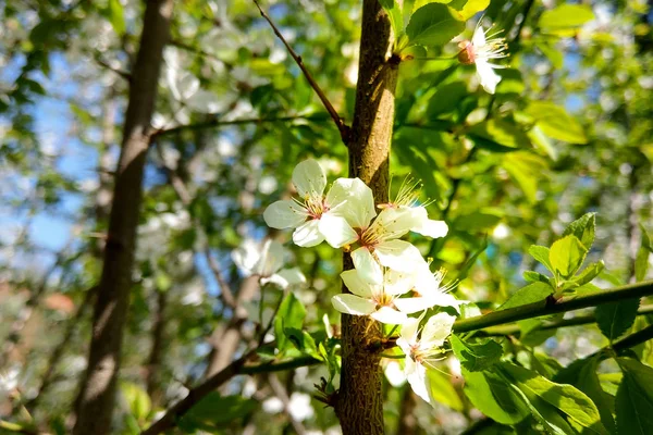 在蓝天的春天，盛开的花朵是白色的。自然背景. — 图库照片