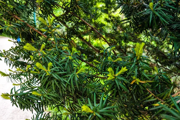 Jovens ramos verdes de zimbro na primavera, fundo. — Fotografia de Stock