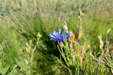 Seçici odaklı mavi örtü otu çiçekleri ve arka planda bulanık yapraklar. Güneşli bir çayırda güzel bir mavi çiçek. Mevsimlik yaz çiçekleri.