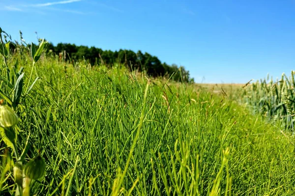 Campos verdes com céu azul em um dia ensolarado claro, fundo da natureza . — Fotografia de Stock