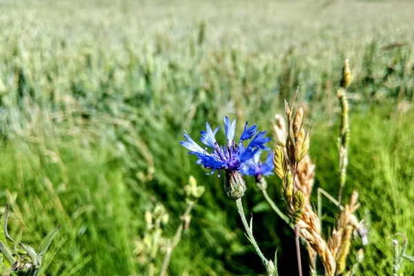 Blå blomma huvud med lila centrum av perenn blåklint. — Stockfoto