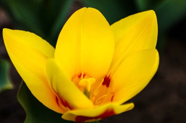 Lale. Güzel bir buket lale. Renkli laleler. Baharda laleler, renkli laleler.