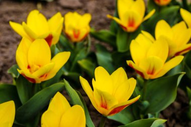 Lale çiçeği, lale bahçesindeki lalelerin arka planında gün ışığında çiçek açıyor..