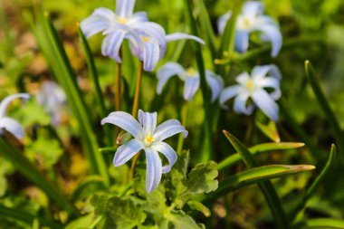 Mavi bahar çiçekleri çiçek açar. Bahçede Chionodoxa luciliae.