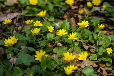 Yeşil çim arka plan üzerinde sarı çiçekler dal. Ranunculus acris, çayır buttercup.