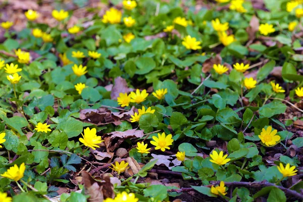 Os corollas amarelos brilhantes de celandine menor olham agradavelmente no buquê agradável . — Fotografia de Stock