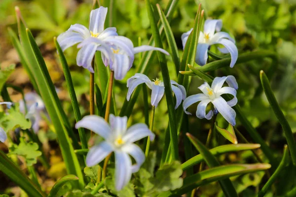 キオノドキサ・フォルベシ・ブルー・ジャイアントまたは雪の春の花の栄光. — ストック写真