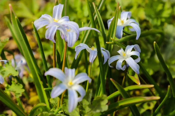 Chionodoxa forbesii mavi dev veya kar bahar çiçekleri zafer.
