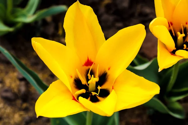 Tulipano. Bellissimo bouquet di tulipani. tulipani colorati. tulipani in primavera, tulipano colorato. — Foto Stock