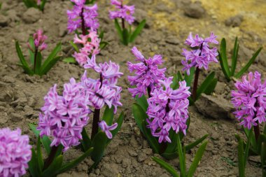 Mor sümbül çiçeğinin fotoğrafı. Gül tomurcukları ve yeşil yaprakları ile çiçek açan sümbül Arka Plan.