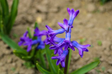 Mor sümbül çiçeğinin fotoğrafı. Gül tomurcukları ve yeşil yaprakları ile çiçek açan sümbül Arka Plan.